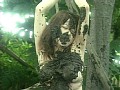 縄泣き巨乳 小室りりか 画像21