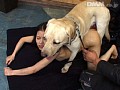 パイパン獣姦 パイパン牝犬と2匹の牡犬 楓 サンプル画像 No.6