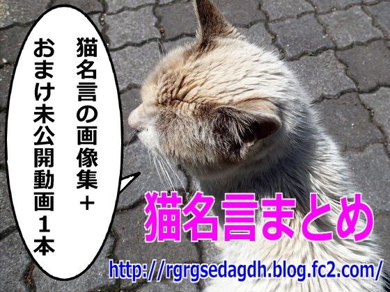猫名言の画像集＋おまけ未公開動画1本