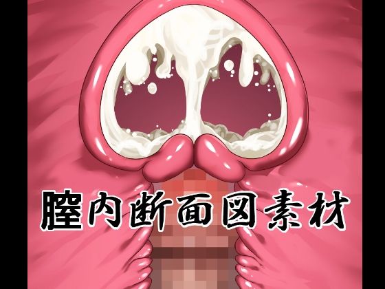 膣内断面図素材の商品画像