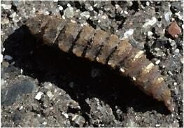 サンプル画像1:わたしの蟲姦遊び 第8話 大きいミズアブの幼虫編 全編(シングルママの日常) [d_280983]