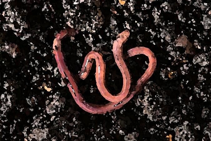 サンプル画像1:私の蟲姦あそび 第9話 妊娠中に元気なミミズ編(シングルママの日常) [d_283288]