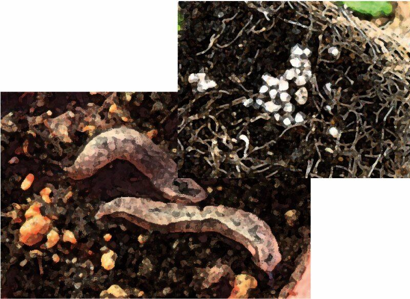 サンプル画像4:私の蟲姦遊び 第12話 妊娠中にナメクジとナメクジの卵編 全編(シングルママの日常) [d_293886]