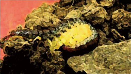 サンプル画像1:私の蟲姦遊び 第15話 妊娠中にムカデとムカデの卵編(シングルママの日常) [d_297562]