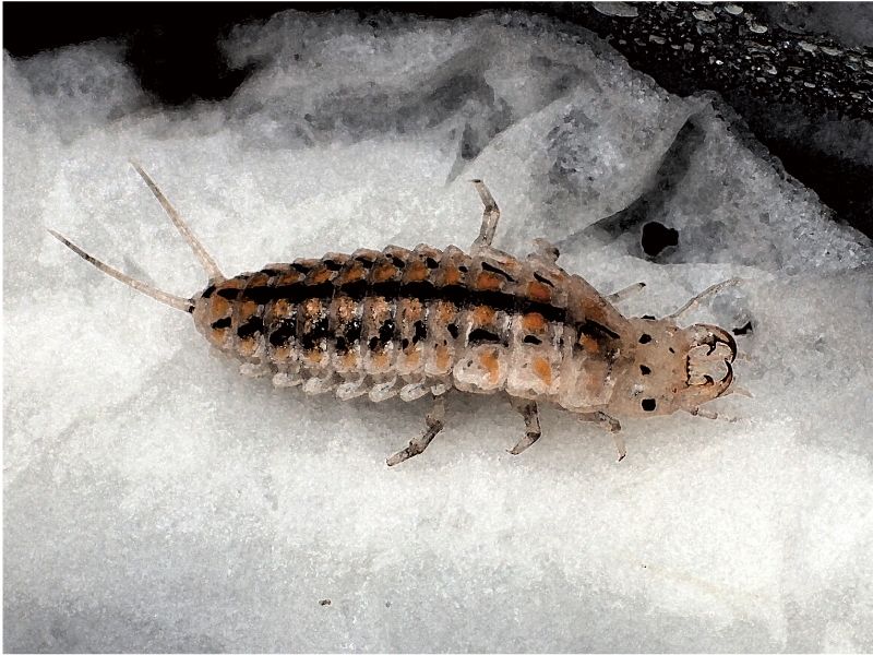 サンプル画像2:私の蟲姦遊び 第16 話 妊娠中にオオキベリアオゴミムシ編(シングルママの日常) [d_302436]