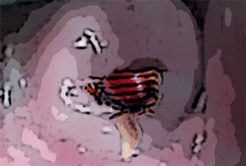 サンプル画像6:私の蟲姦遊び 19話 妊娠中に2匹のゴキブリの幼虫編(シングルママの日常) [d_313590]