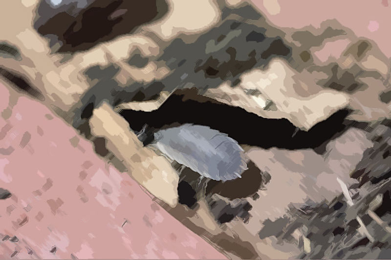 サンプル画像2:私の蟲姦遊び 20 話 妊娠中に5匹のワラジムシ編(シングルママの日常) [d_316599]