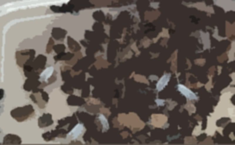 サンプル画像3:私の蟲姦遊び 20 話 妊娠中に5匹のワラジムシ編(シングルママの日常) [d_316599]