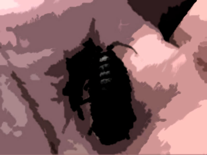 サンプル画像4:私の蟲姦遊び 20 話 妊娠中に5匹のワラジムシ編(シングルママの日常) [d_316599]