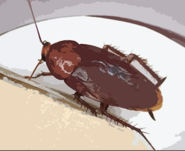 サンプル画像2:私の蟲姦遊び 26話 妊娠中に息子の部屋にいたゴキブリと卵編(シングルママの日常) [d_394632]