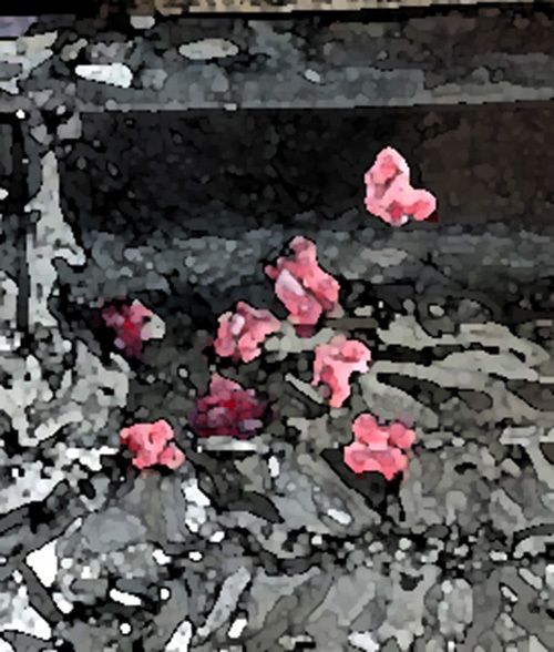 サンプル画像4:私の蟲姦遊び 27話 妊娠中にジャンボタニシの卵編(シングルママの日常) [d_462593]