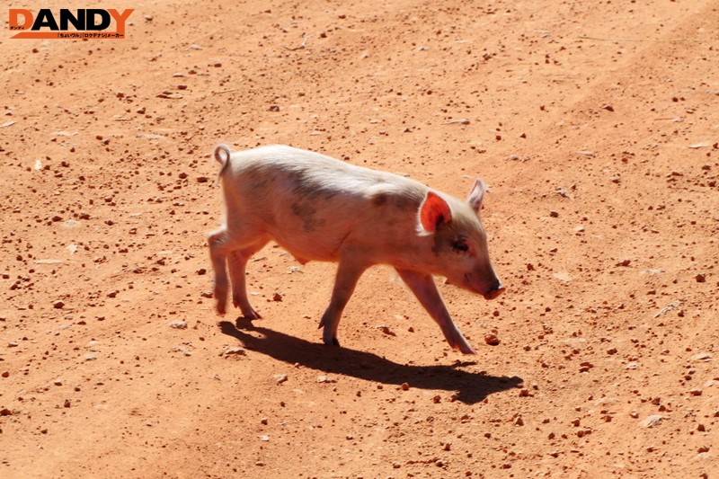 アフリカの原住民と青姦ファック!デカマラちんぽをぶち込まれザーメンを種付けされてしまう