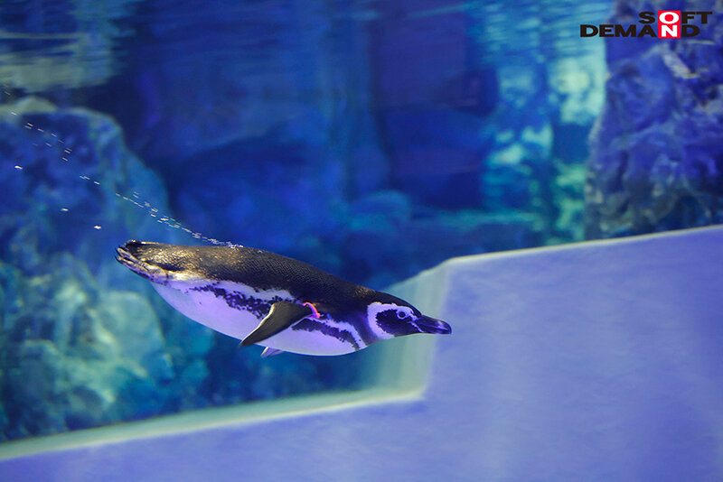 MOGI-041 Bagian 3 - 42 minit