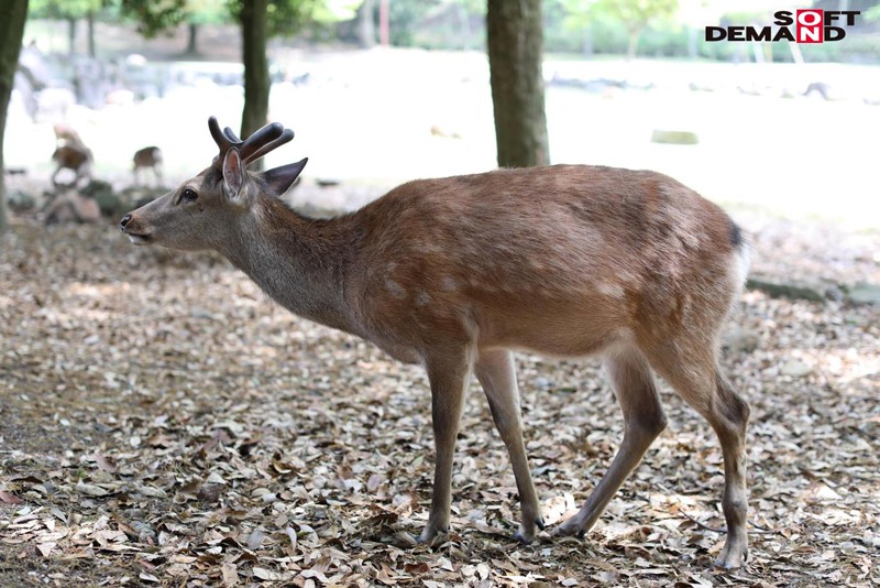 奈良で捕まえた超絶オドオドビクビクデカちち子ちゃん ガチガチ巨根突っ込まれて半べそAVでびゅう。（させました。） 奈良県柏木町在住 「柏木むぅ」ちゃん｜巨乳xロリ｜柏木むぅ｜1sdmu00952