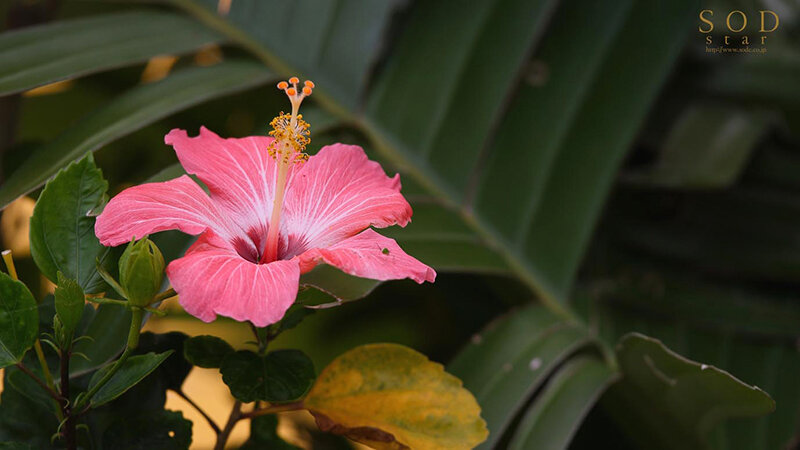 STARS-421 パート 16 - 165 分