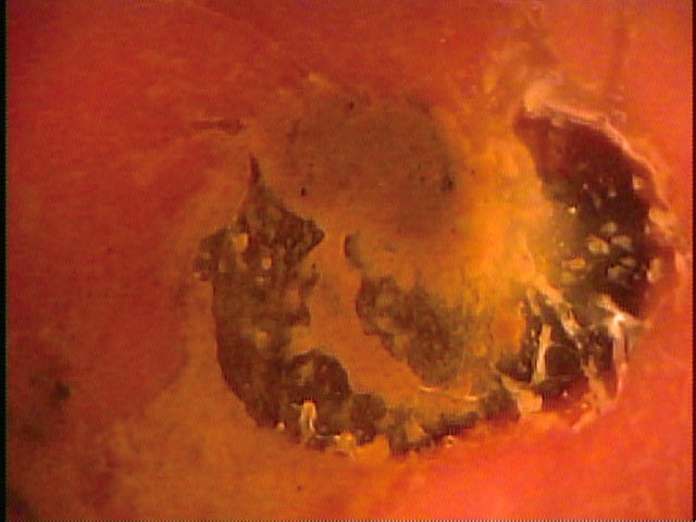 NEWS-125 Part 2 - 42 minutes