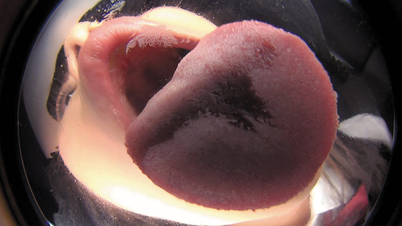 EVIS-375 Part 7 - 66 minutes