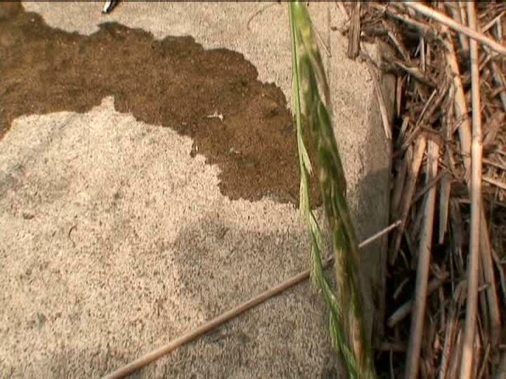 LQJI-402 パート 15 - 100 分