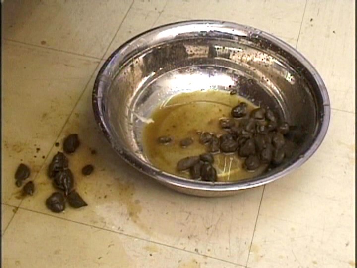 GHJ-03 パート 15 - 58 分