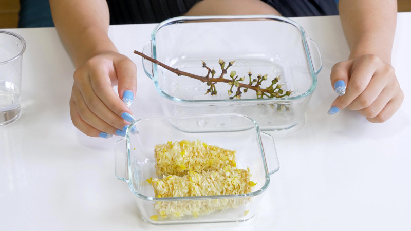 KBMS-142 パート 2 - 36 分