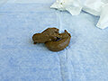 排泄の宴 三浦はな 画像14