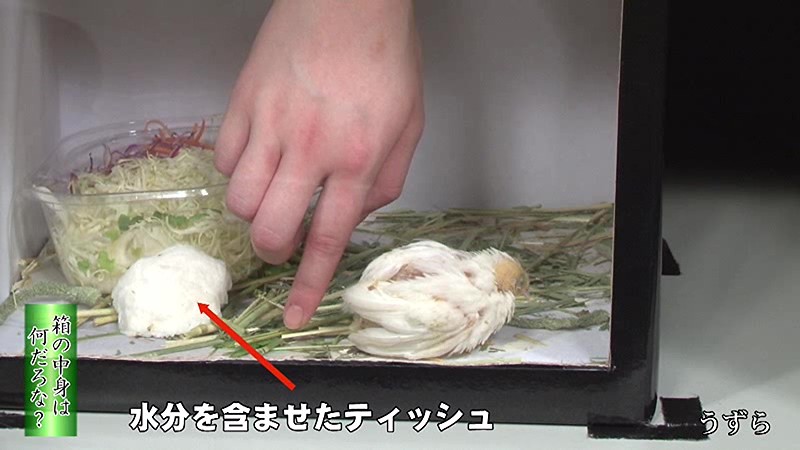 PARATHD-01517 パート 4 - 45 分