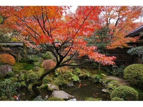 ☆癒しのヒーリング音楽『宝泉院＋不断桜〜枯れない桜〜』全4曲☆