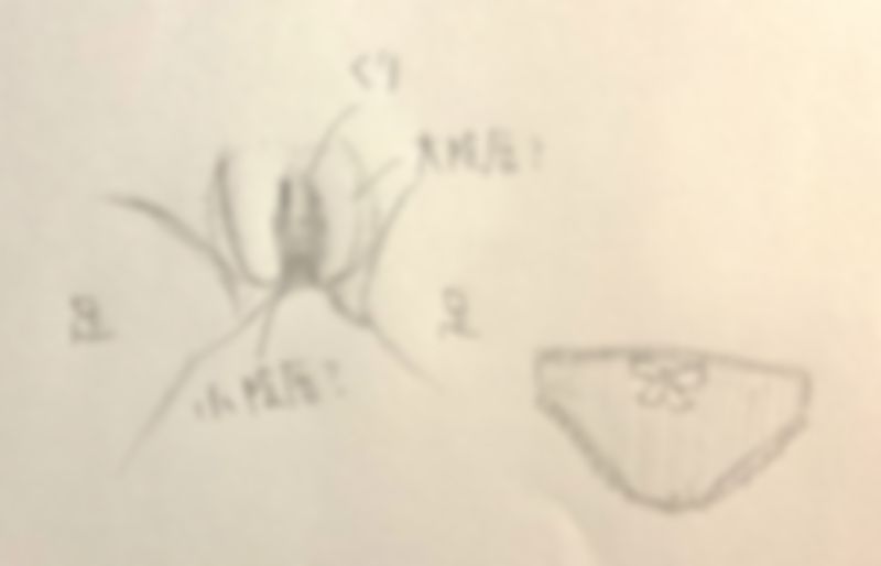 サンプル画像2:【私の性器解説】おまんこ測定！ クールでどスケベ もすかさん【オナニー実演】(実演音声普及協会) [d_281001]