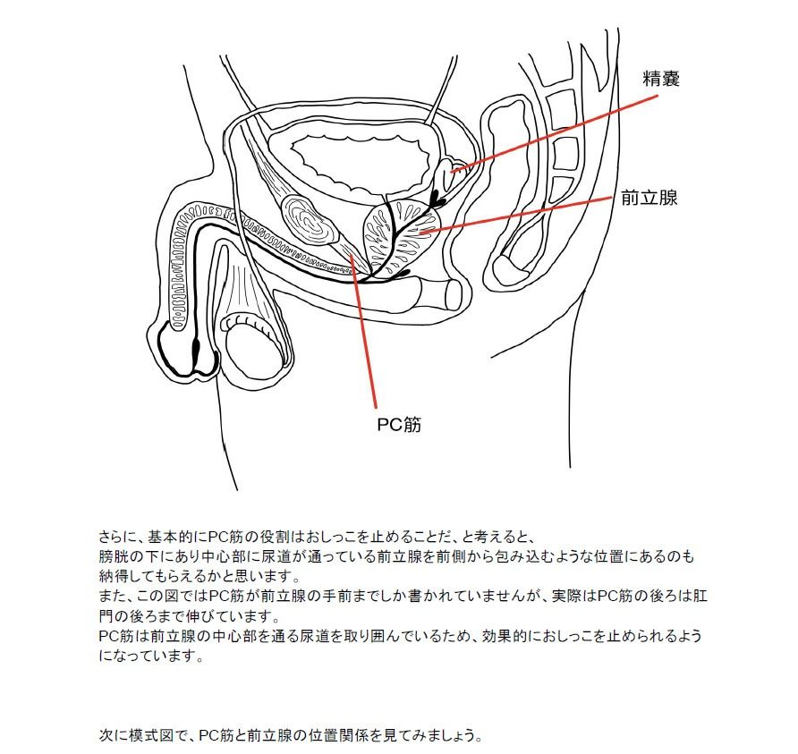 サンプル画像4:【医学生監修/図解解説PDF入】脳に快感を刻み込む甘々乳首＆前立腺開発 後戻りできない一ヶ月間甘マゾ メスイキトレーニング(ナーサリー) [d_428426]