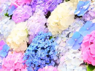 みー菜