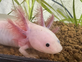 。＋あすか☆。