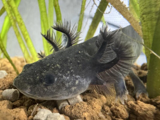 。＋あすか☆。