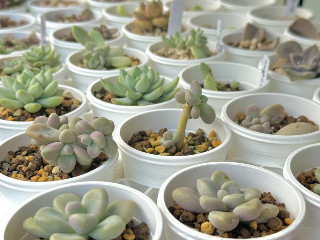 。＋あすか☆。