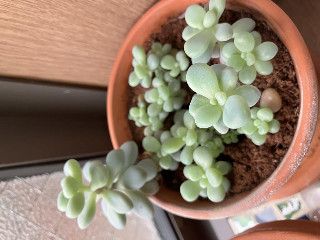 かなえちゃん＋゜