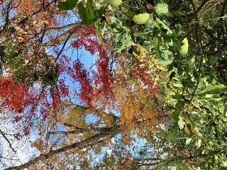 かなえちゃん＋゜