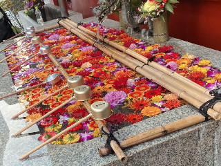 かなえちゃん＋゜