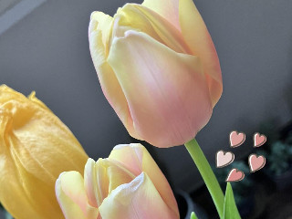 かなえちゃん＋゜