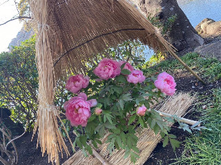 かなえちゃん＋゜