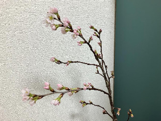 かなえちゃん＋゜