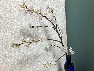 かなえちゃん＋゜