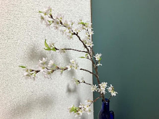 かなえちゃん＋゜