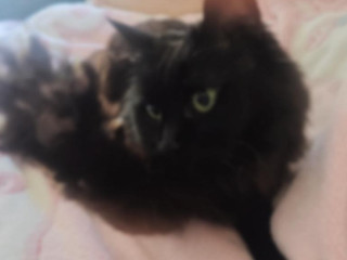 *+☆はづき ☆+*