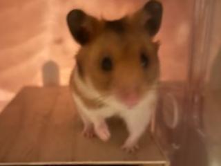 FANZA/あちゃ/もーかこ