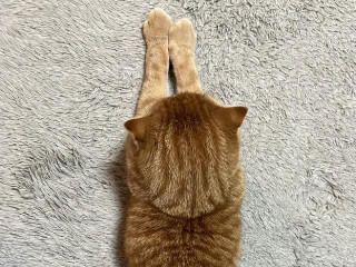 美心.*