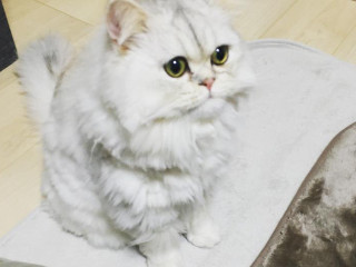 美心.*