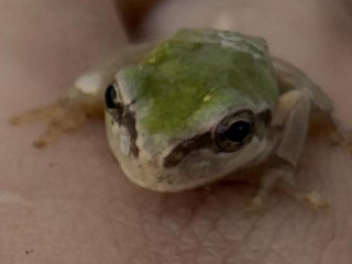 れな.･°