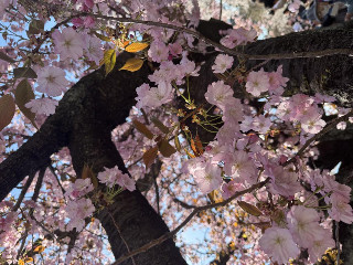 にちか*。