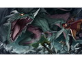 百千の定にかわたれし剋 画像7