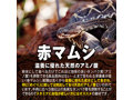 仁王立ち極（3個セット） 画像5