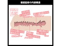 日本の名器 恋渕ももな 画像5